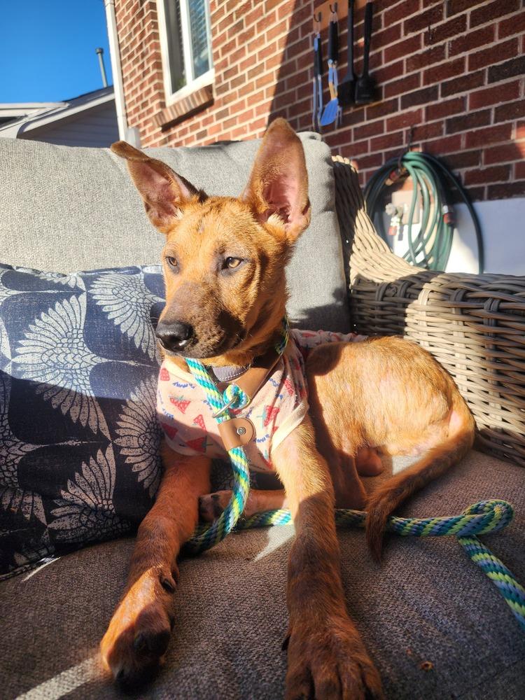 Enlarge Odessa, a Adoptable mixed breed in Aurora, CO image 2/6