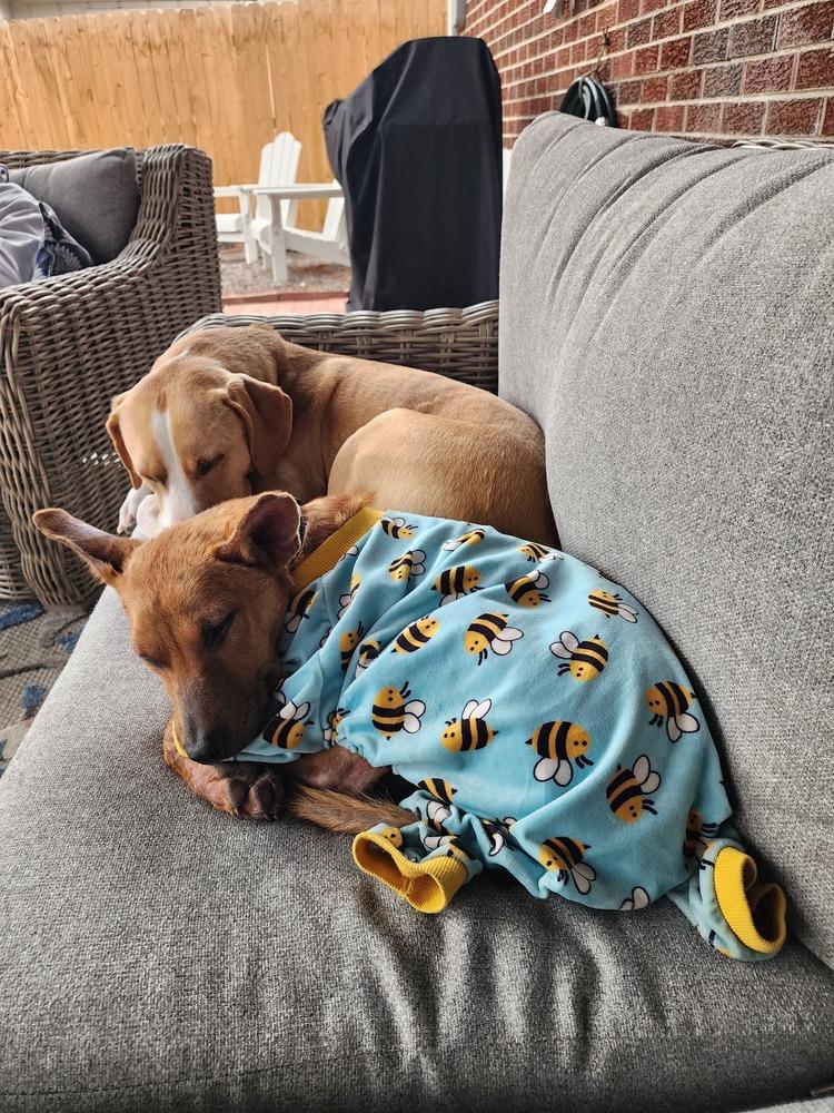 Enlarge Odessa, a Adoptable mixed breed in Aurora, CO image 3/6