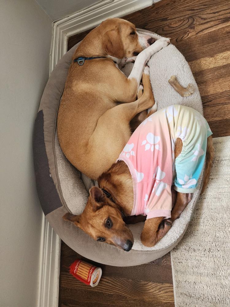 Enlarge Odessa, a Adoptable mixed breed in Aurora, CO image 4/6