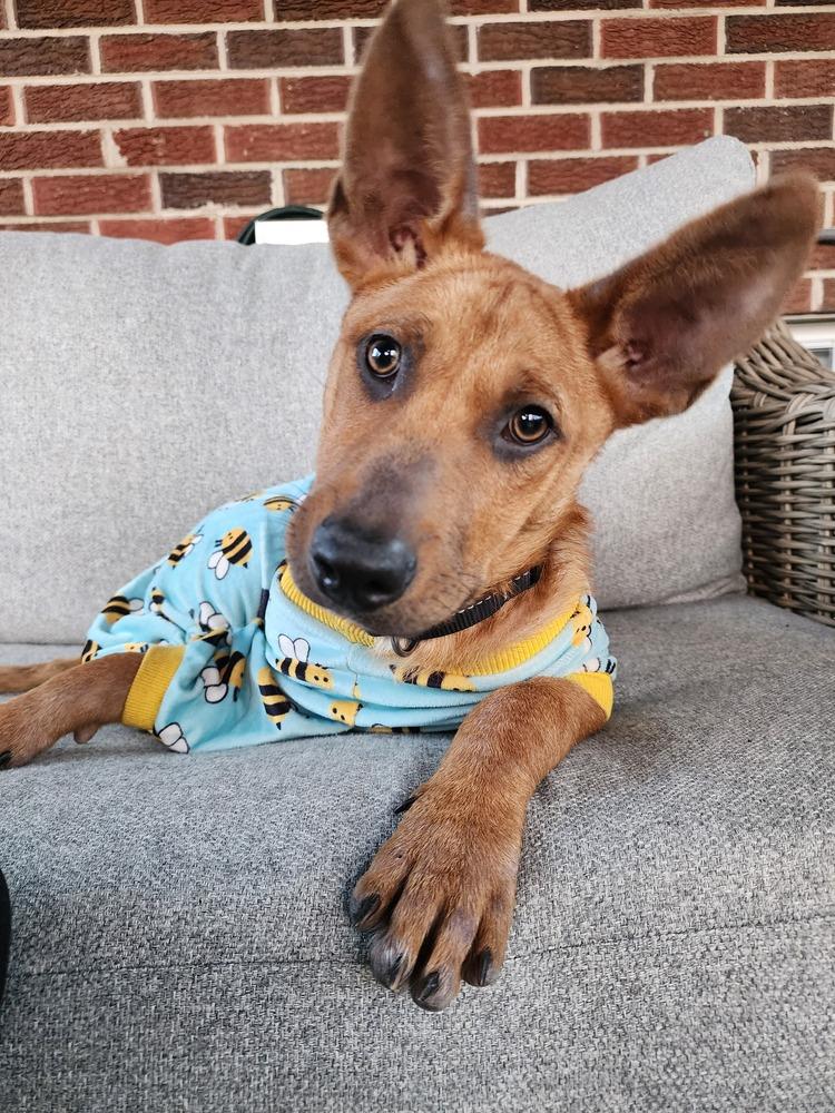 Enlarge Odessa, a Adoptable mixed breed in Aurora, CO image 5/6