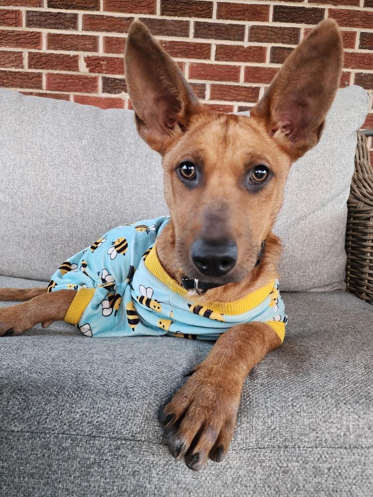 Enlarge Odessa, a Adoptable mixed breed in Aurora, CO image 6/6