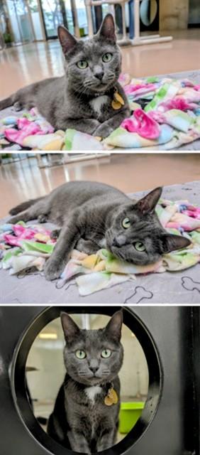 Enlarge TICO, a Adoptable Domestic Short Hair in Toronto, ON image 1/1