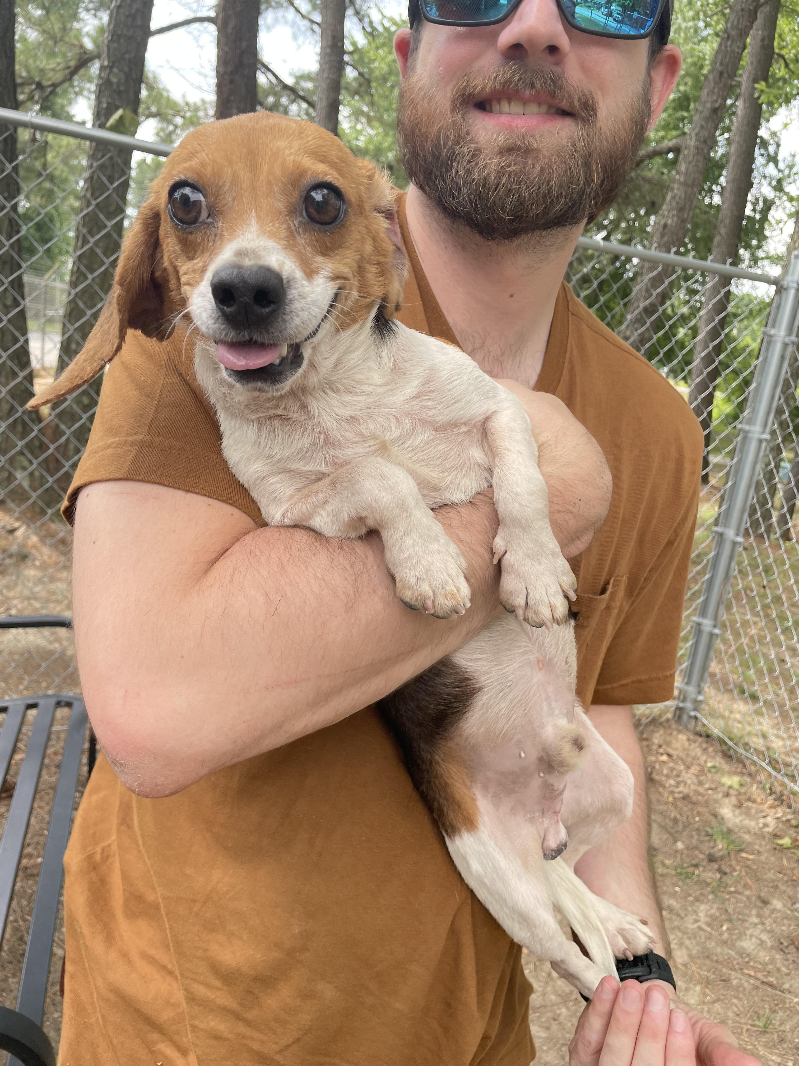 Freddie Hart, an adopted mixed breed in Heathsville, VA image 2/5