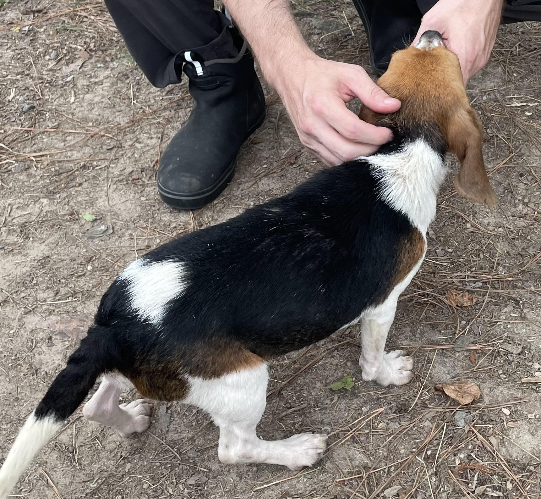 Freddie Hart, an adopted mixed breed in Heathsville, VA image 4/5