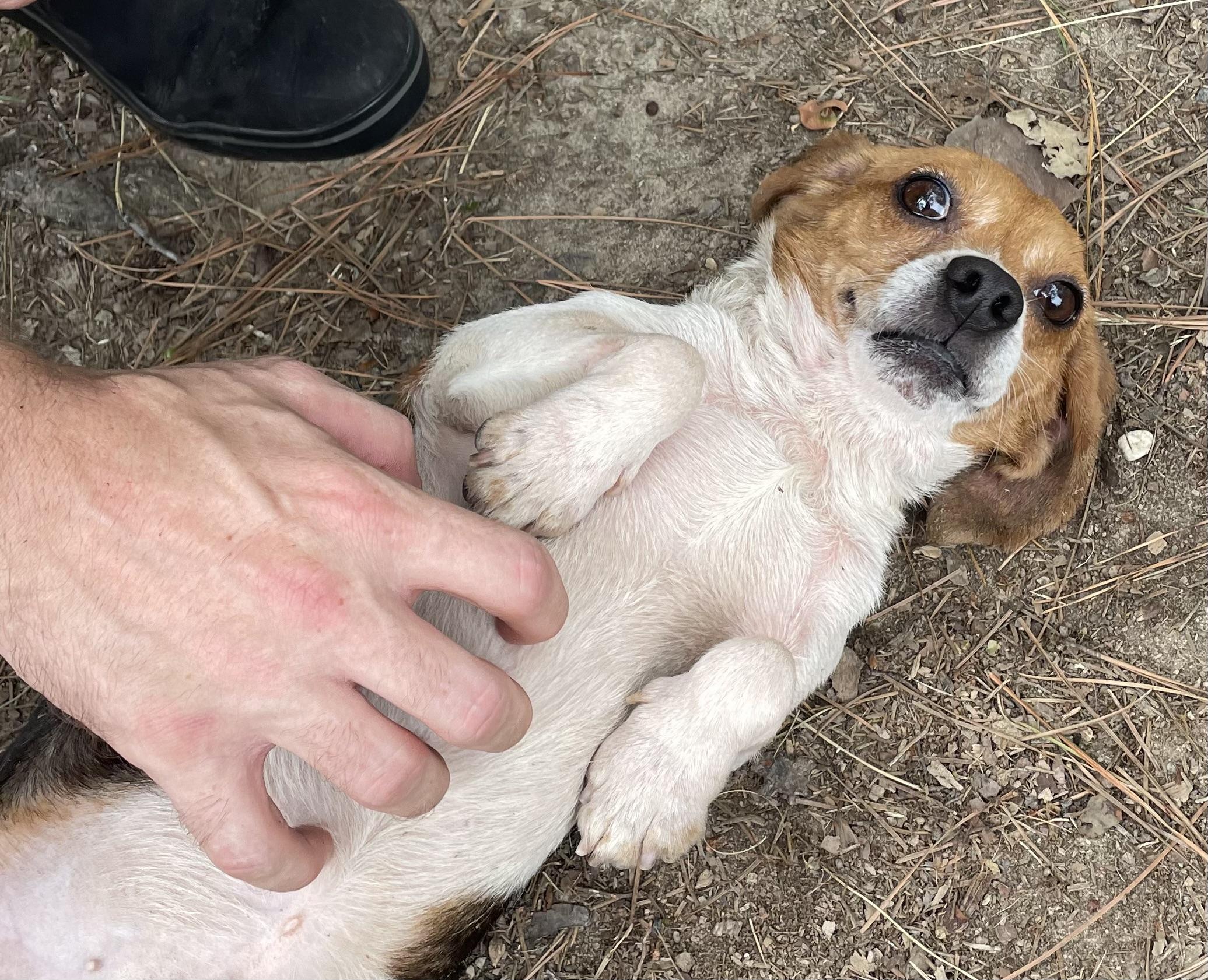 Freddie Hart, an adopted mixed breed in Heathsville, VA image 3/5