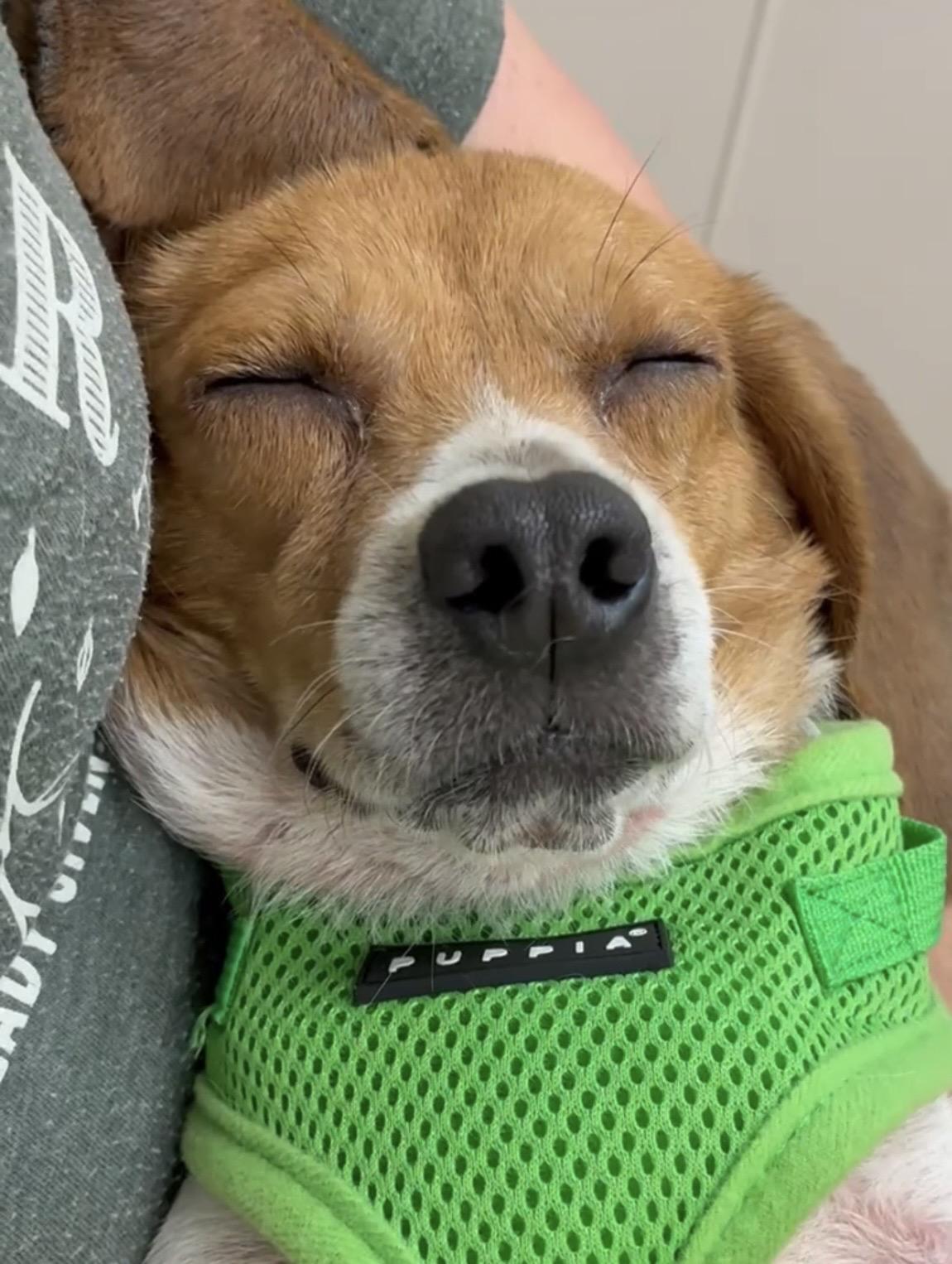 Freddie Hart, adopted, Adult Male Beagle & Mixed Breed.