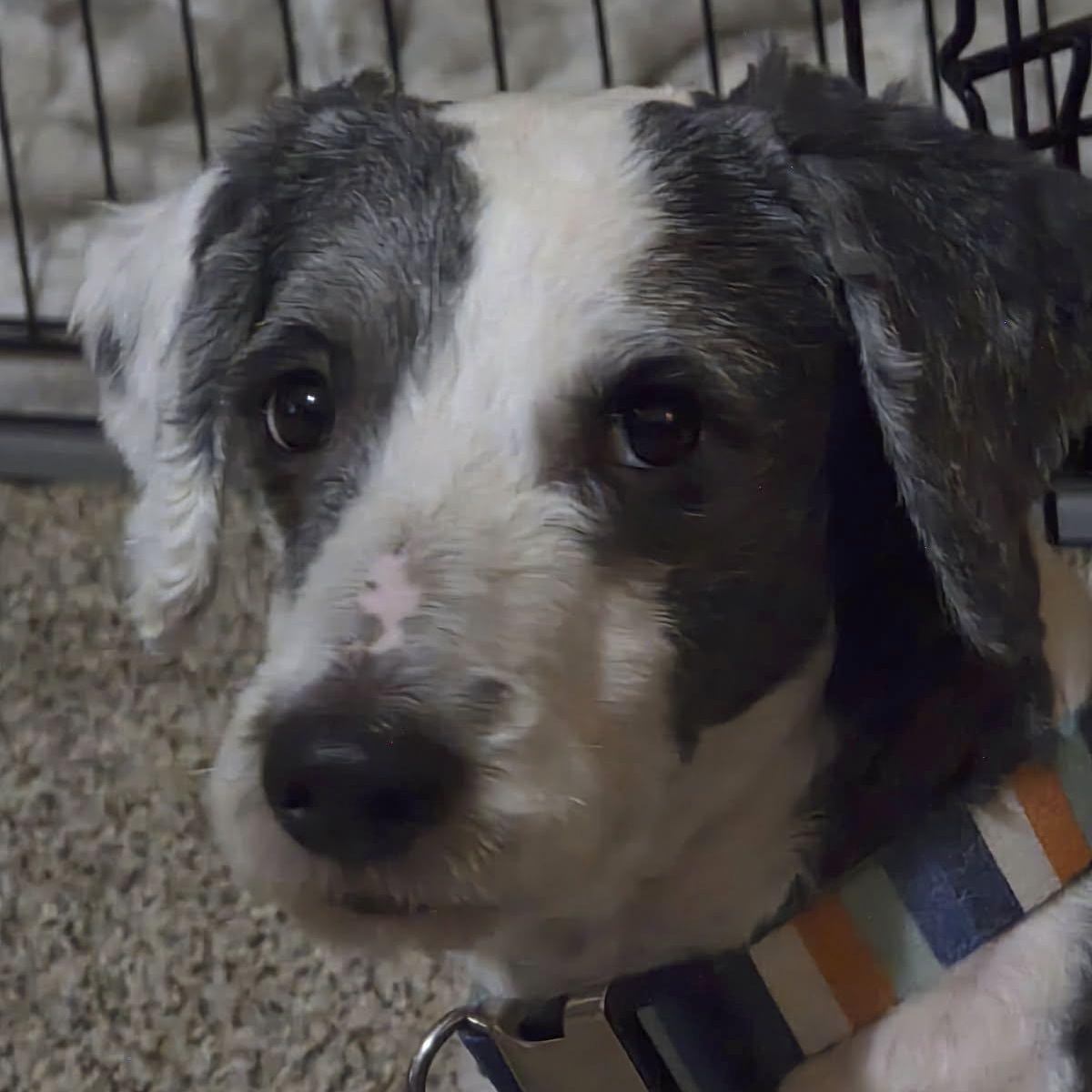 Oliver, ADOPTABLE, Adult Male Sheep Dog & Poodle.