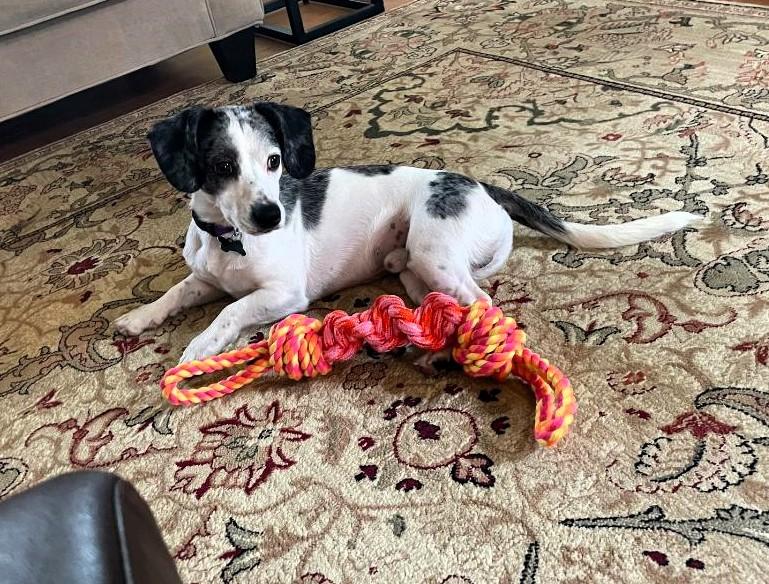 Archie, Adopted, Young Male Dachshund.