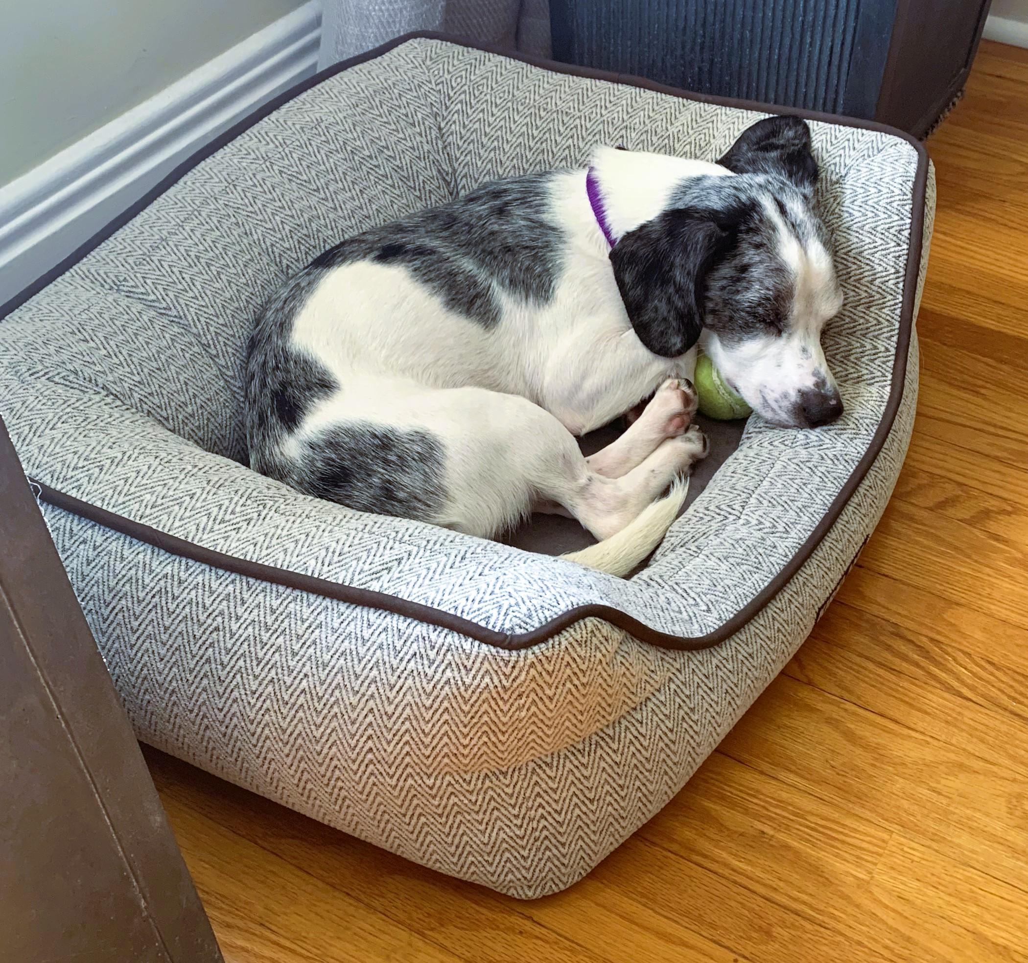 Enlarge Archie, a Adopted Dachshund in Toronto, ON image 5/6