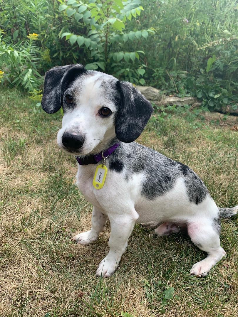 Enlarge Archie, a Adopted Dachshund in Toronto, ON image 3/6