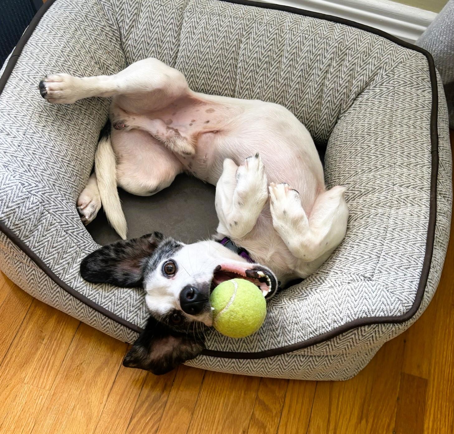 Enlarge Archie, a Adopted Dachshund in Toronto, ON image 2/6