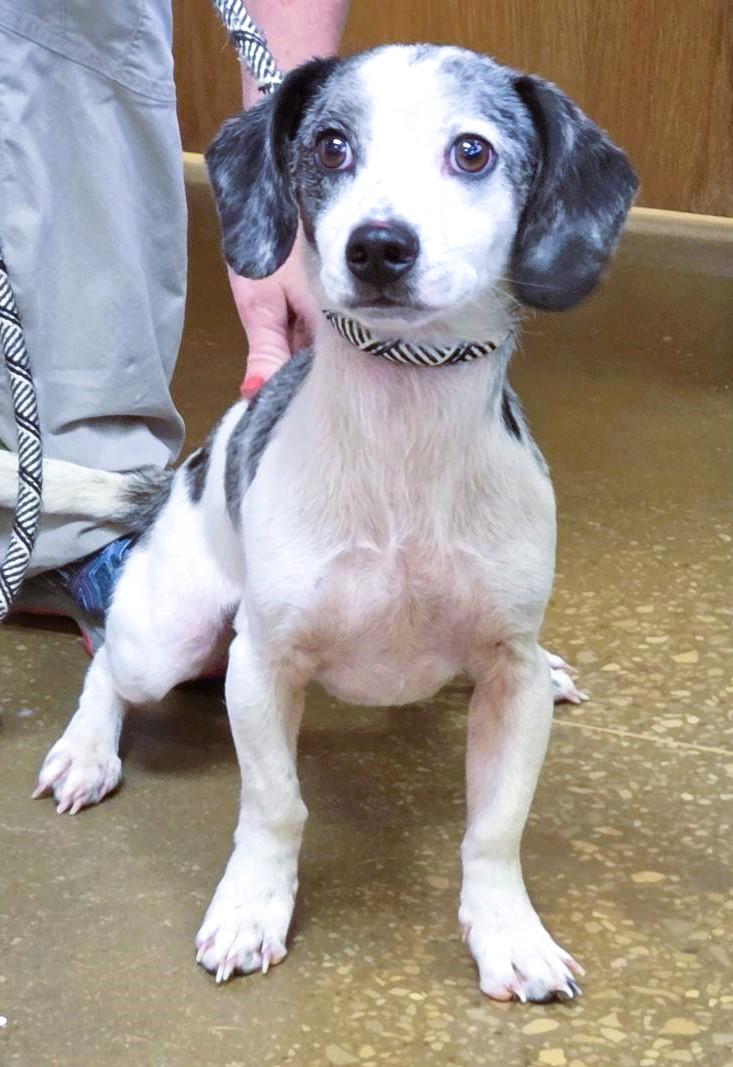 Enlarge Archie, a Adopted Dachshund in Toronto, ON image 4/6