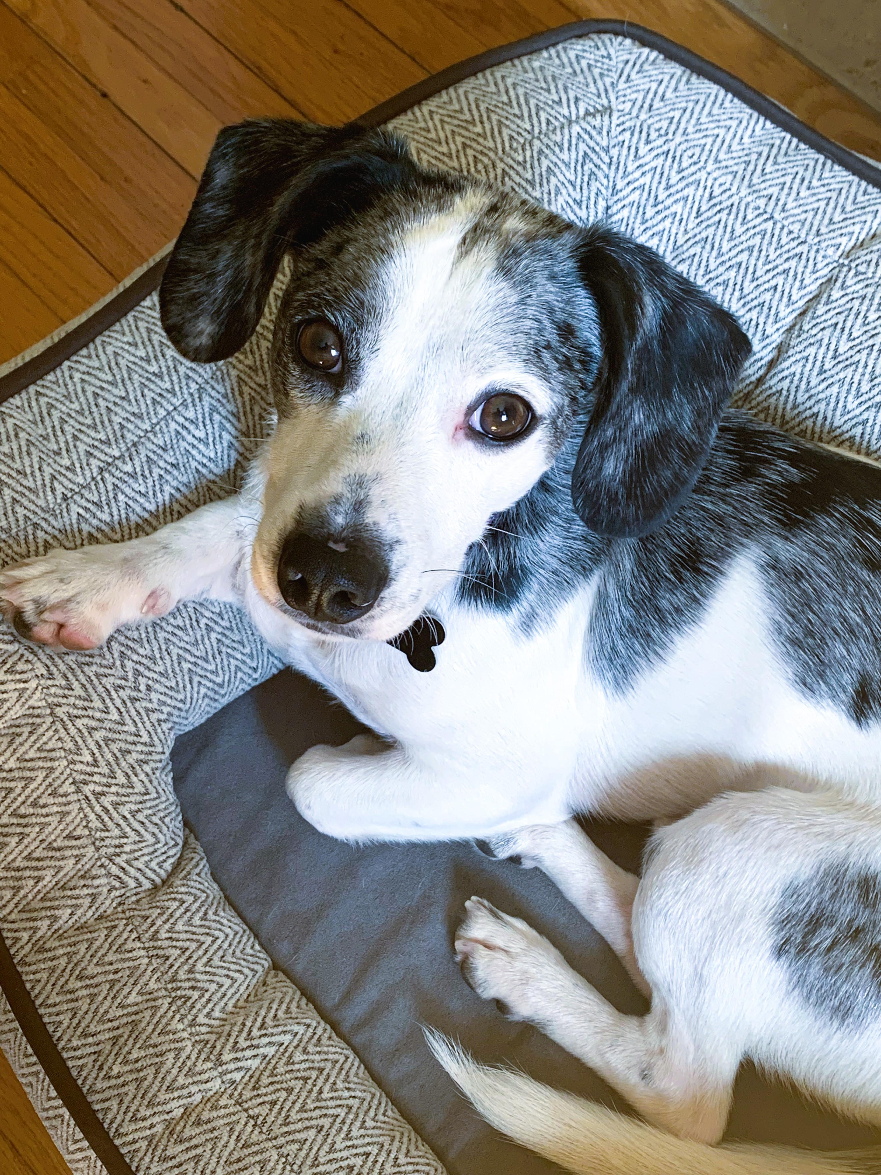 Enlarge Archie, a Adopted Dachshund in Toronto, ON image 6/6