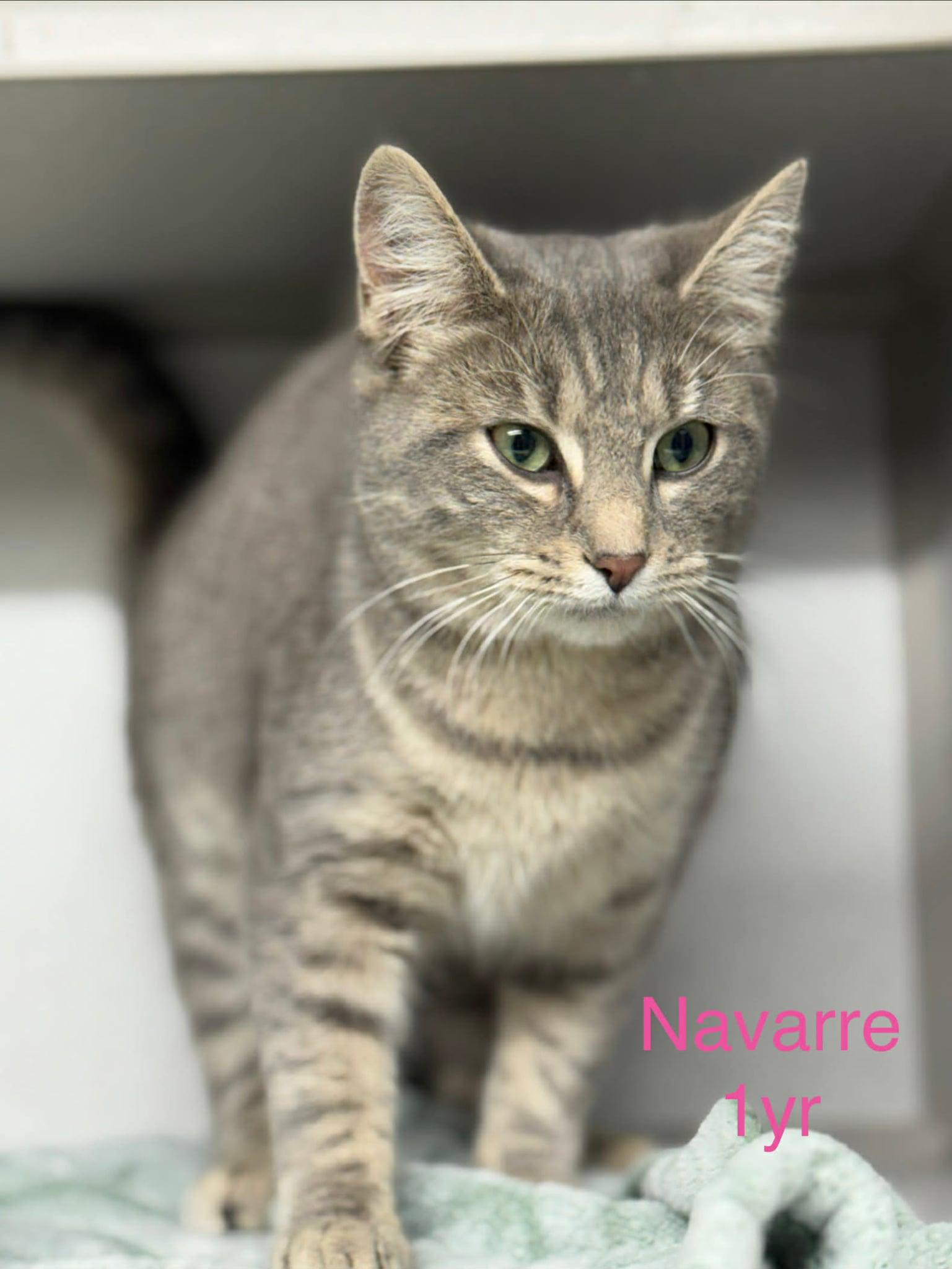 Navarre, Adopted, Adult Male Domestic Short Hair.