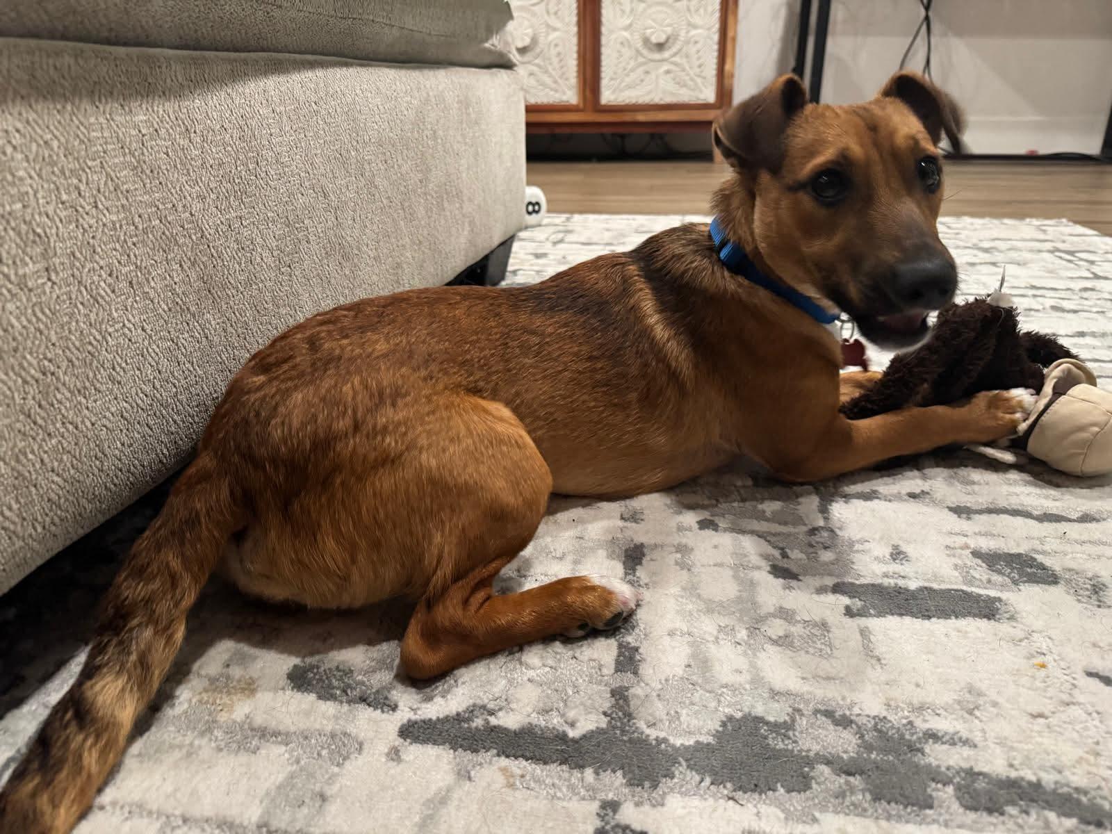 Enlarge 26Maverick, a ADOPTABLE mixed breed in Shingle Springs, CA image 1/5