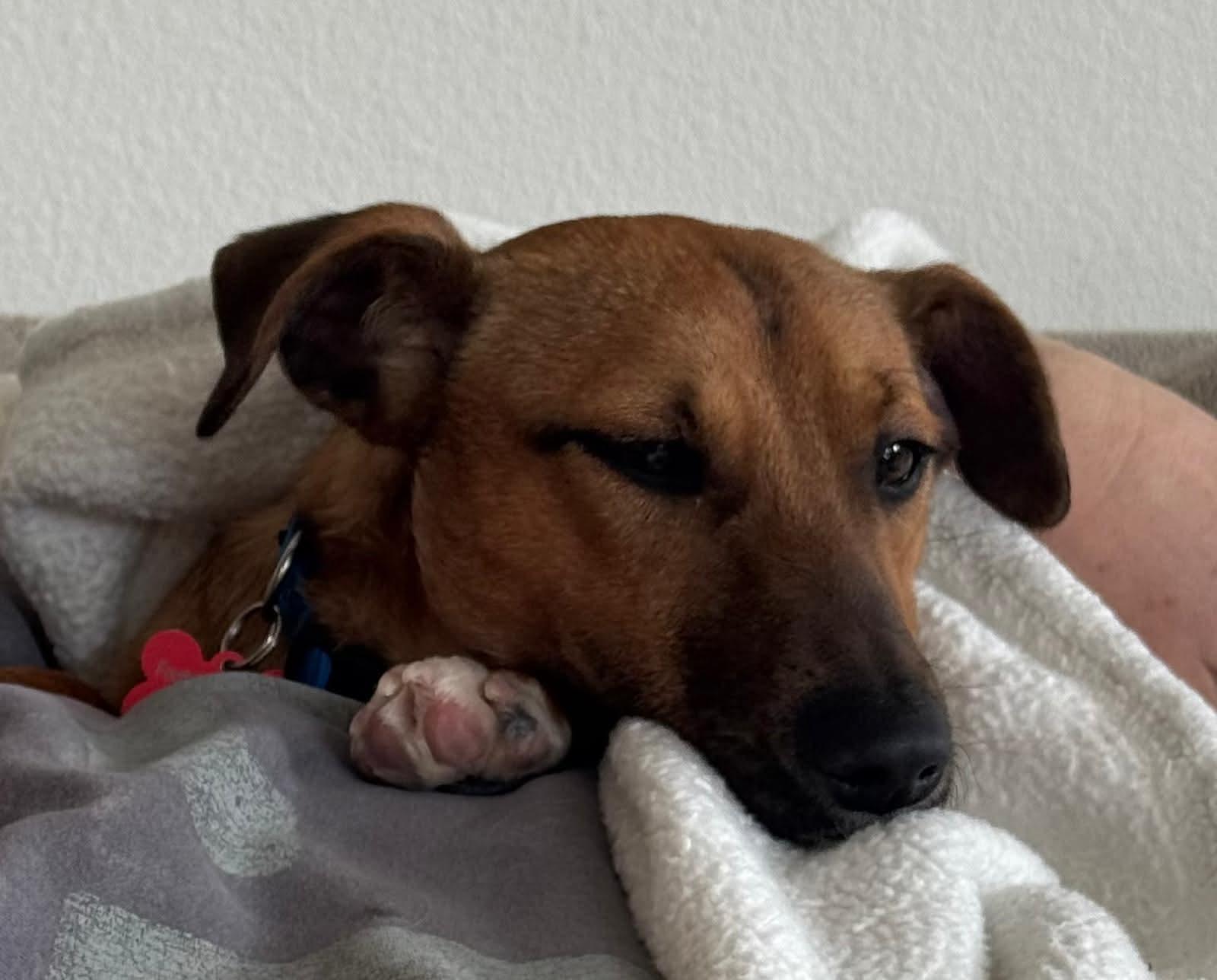 Enlarge 26Maverick, a ADOPTABLE mixed breed in Shingle Springs, CA image 3/5