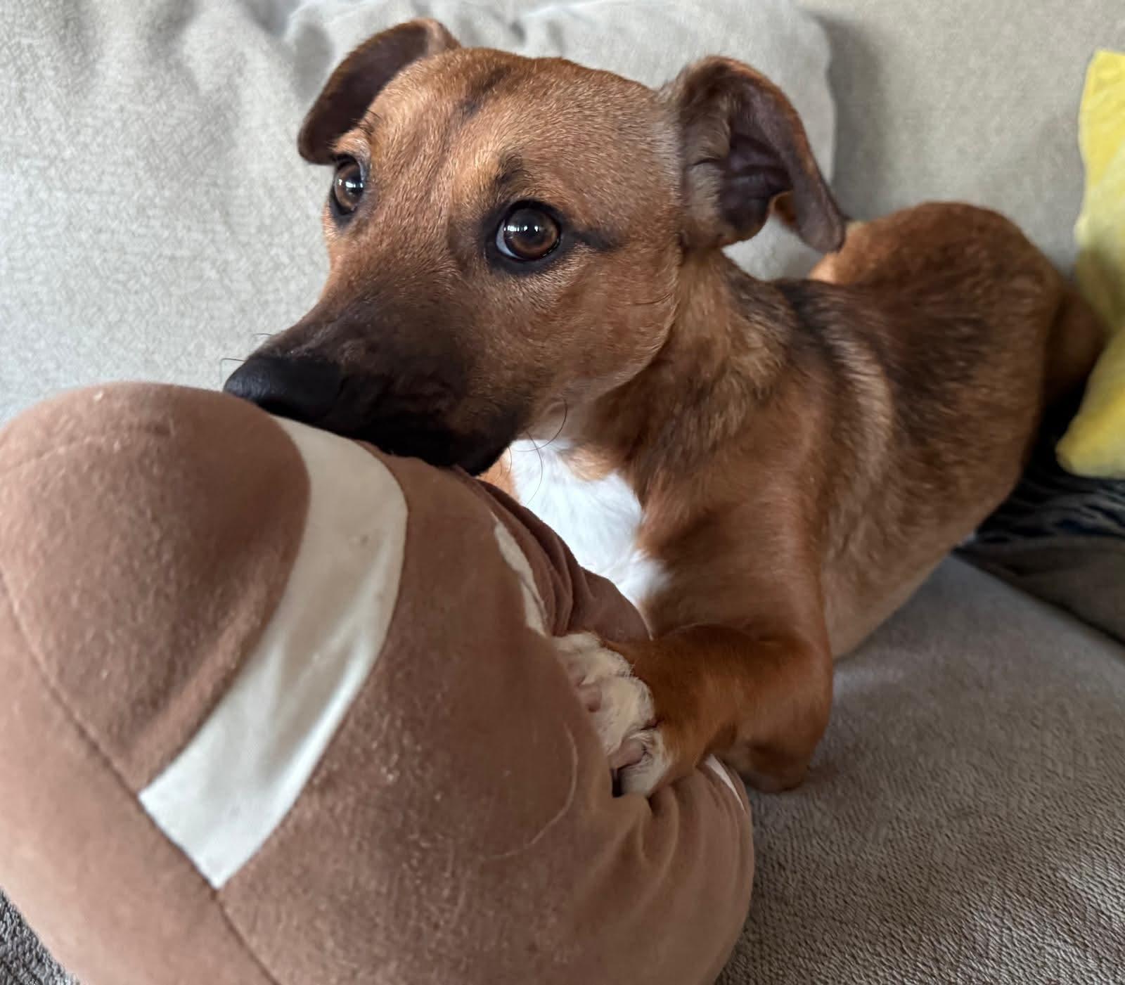 Enlarge 26Maverick, a ADOPTABLE mixed breed in Shingle Springs, CA image 4/5