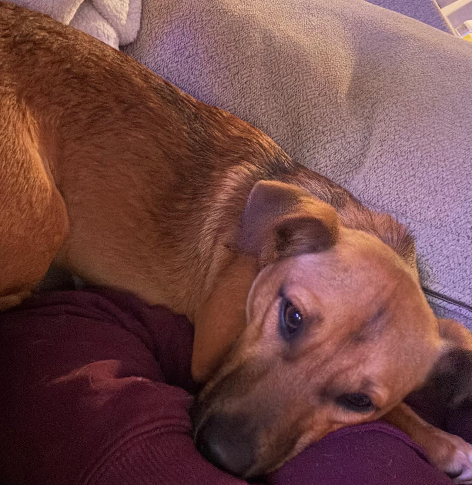 Enlarge 26Maverick, a ADOPTABLE mixed breed in Shingle Springs, CA image 5/5