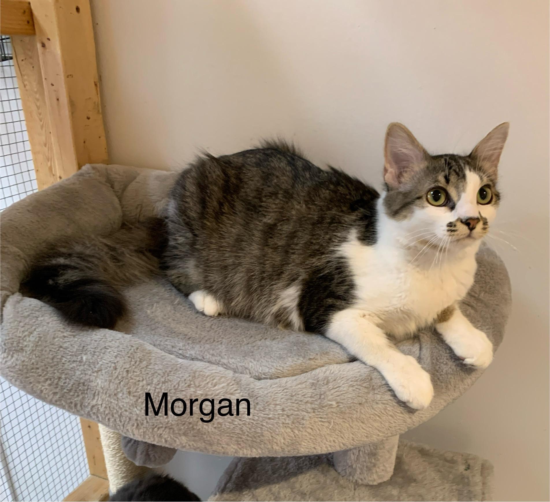 Morgan, a ADOPTABLE Domestic Short Hair in Saint Charles, MO image 1/2