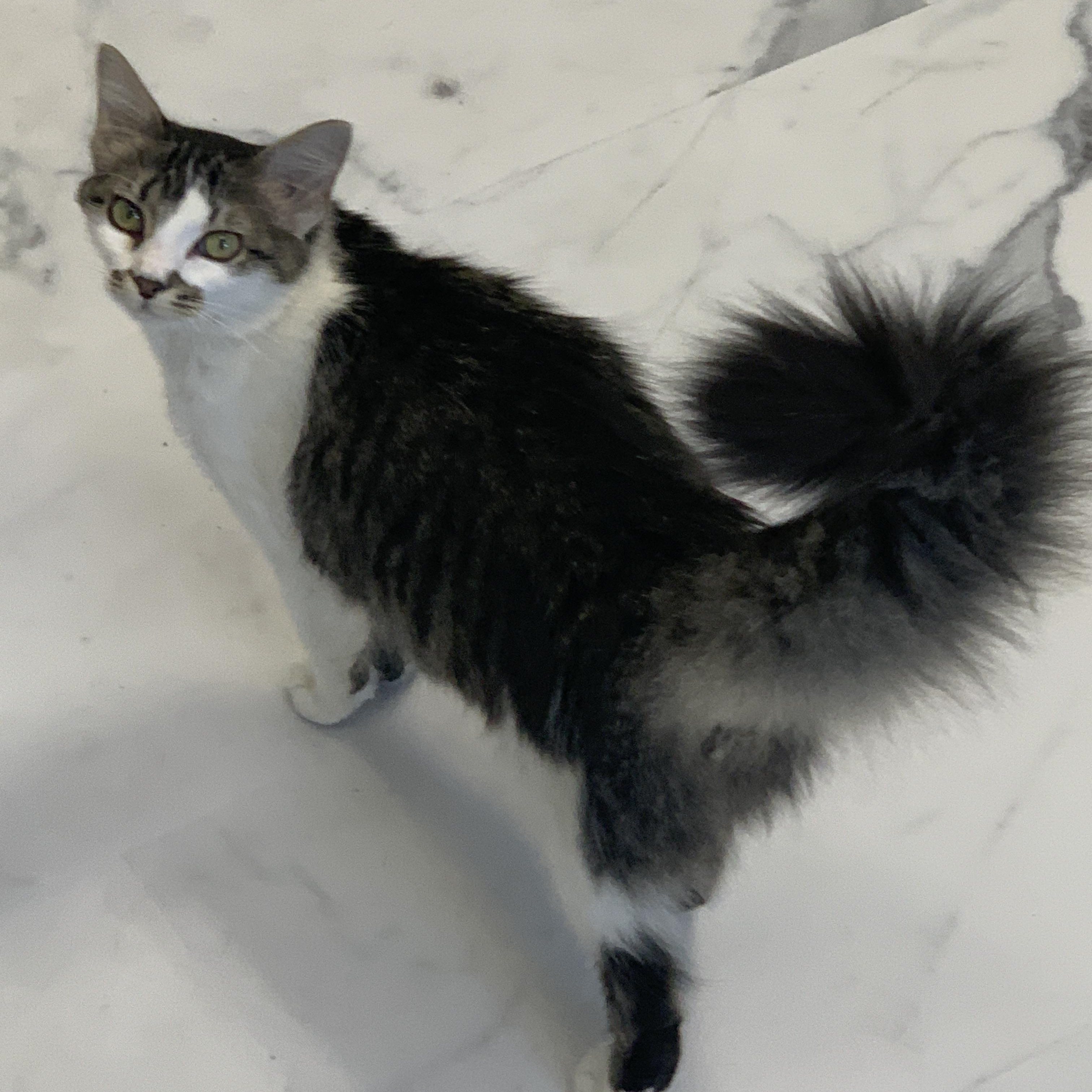 Enlarge Morgan, a ADOPTABLE Domestic Short Hair in Saint Charles, MO image 3/3