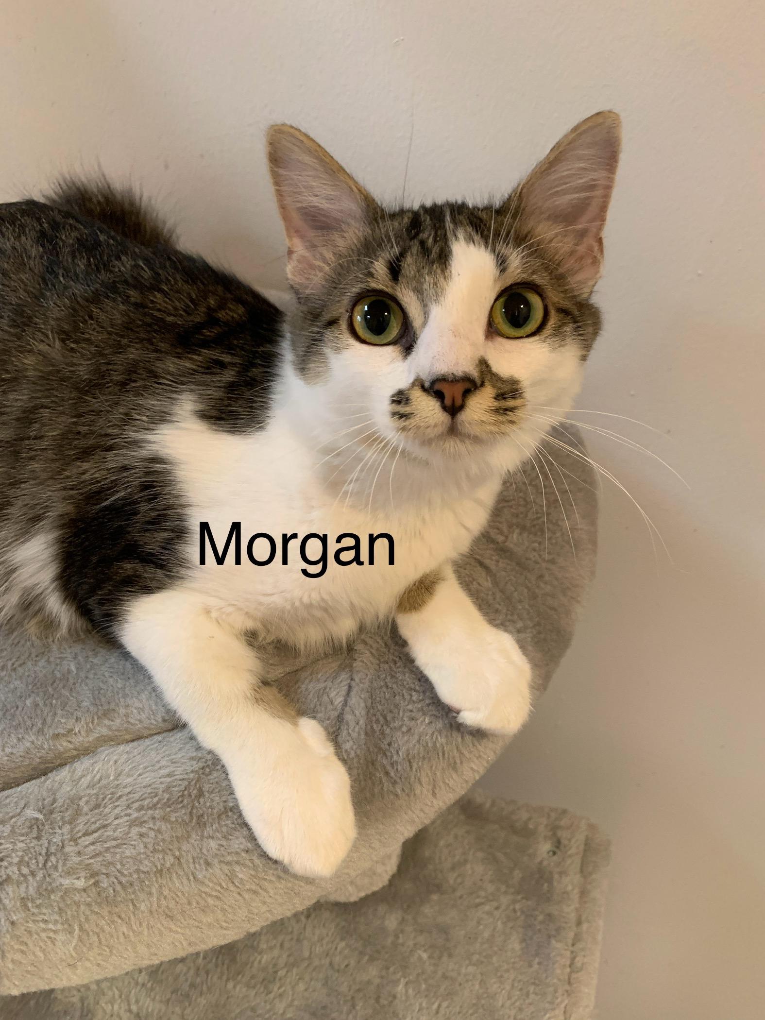 Morgan, a ADOPTABLE Domestic Short Hair in Saint Charles, MO image 2/2