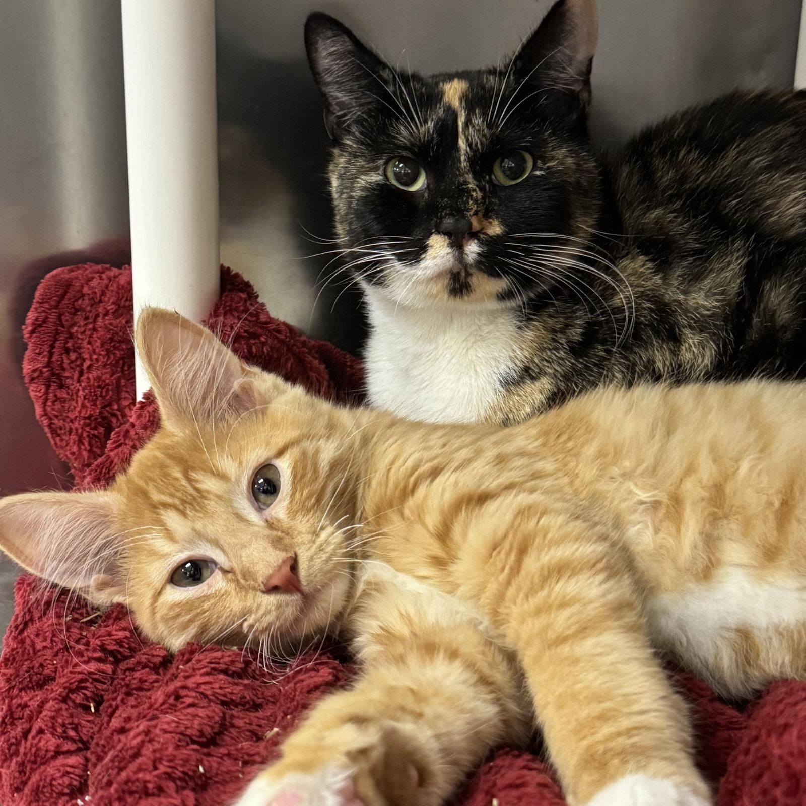 Mittens & Ginger, Adopted, Young Male Domestic Short Hair & Calico.