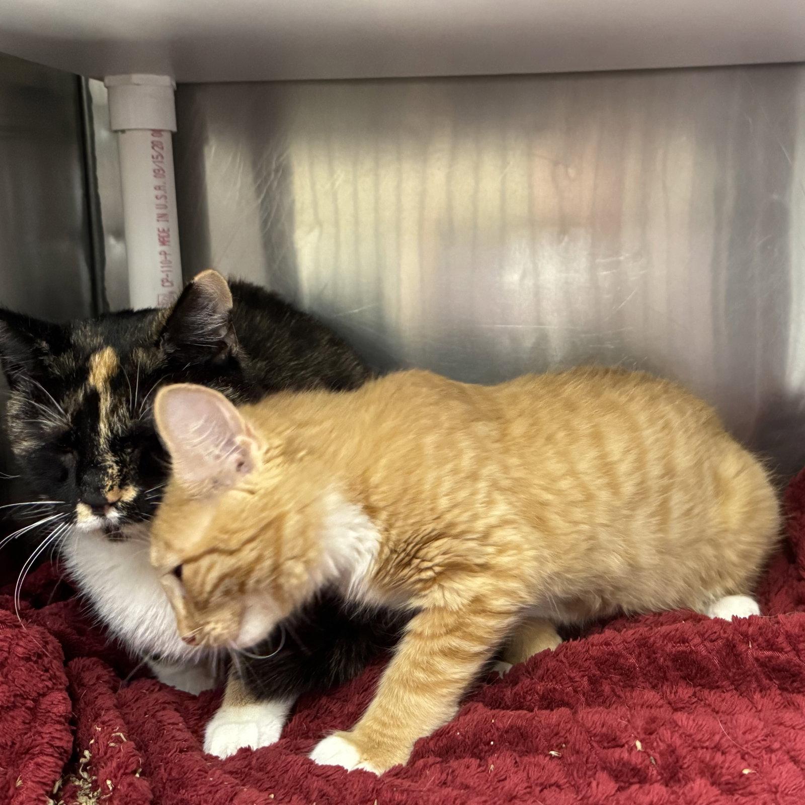 Enlarge Mittens & Ginger, a Adopted mixed breed in Winchendon, MA image 2/3