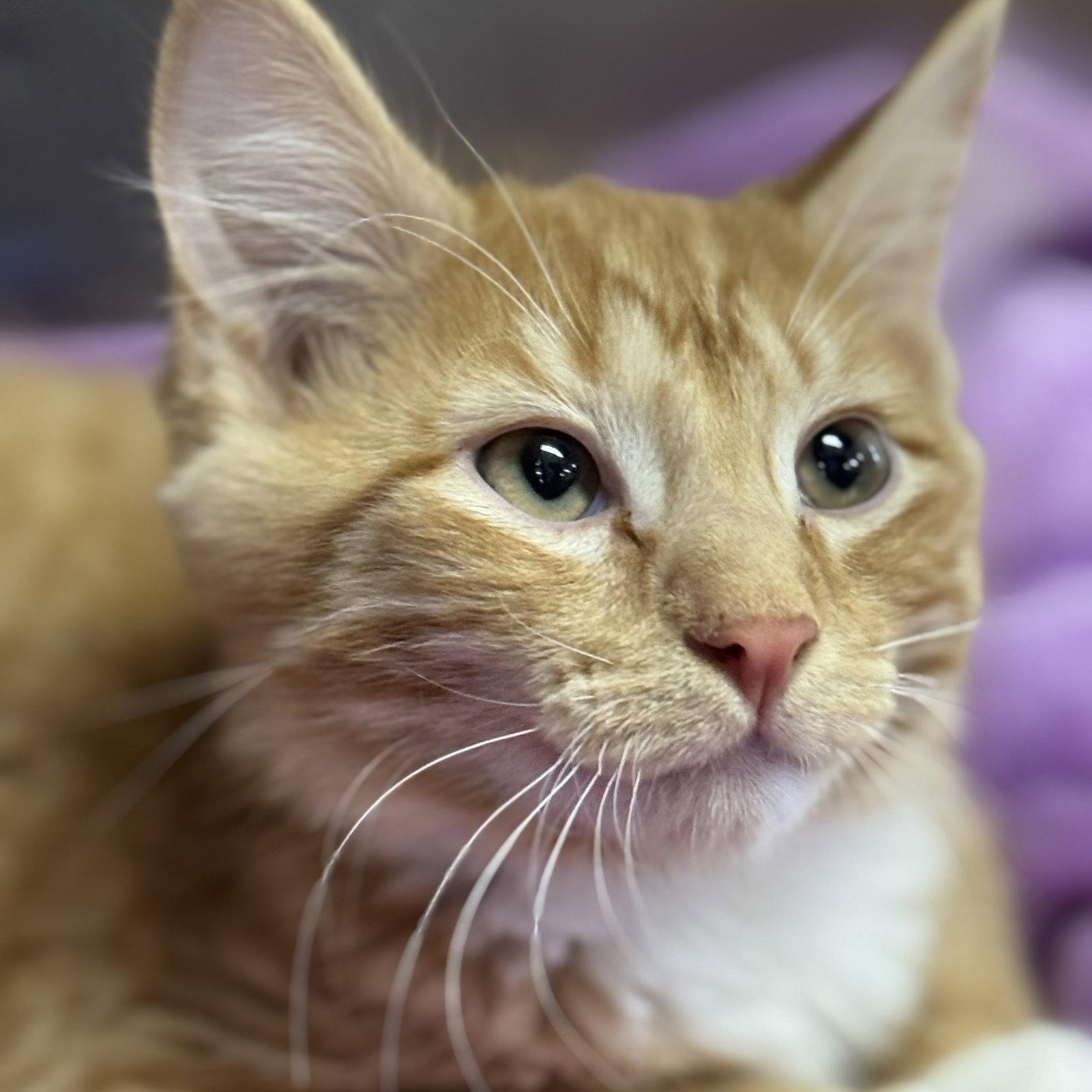 Enlarge Mittens & Ginger, a Adopted mixed breed in Winchendon, MA image 3/3