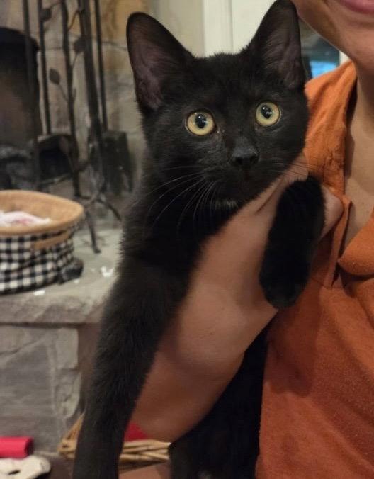 Beanie, Adopted, Young Male Tabby & Domestic Short Hair.
