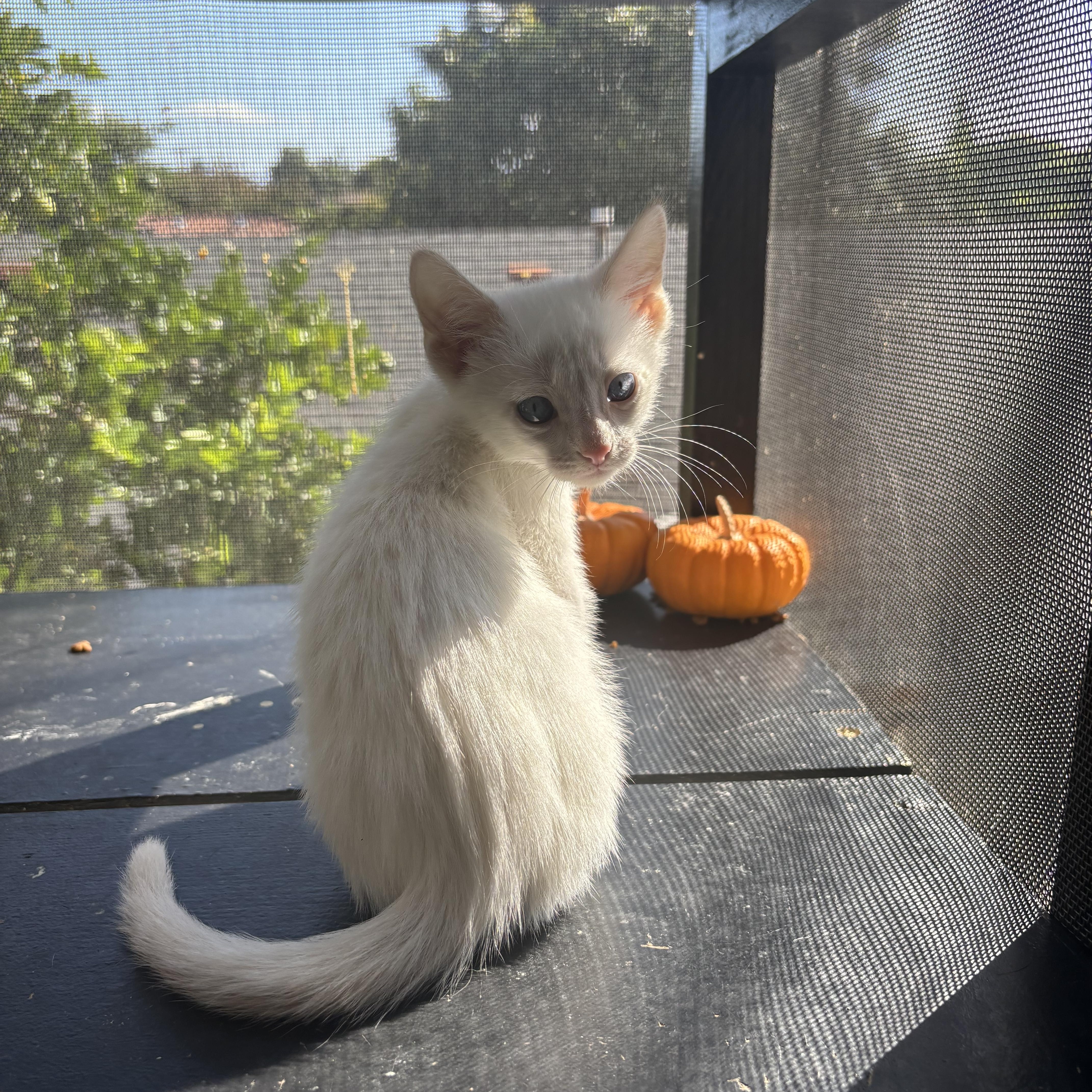 Yuki
