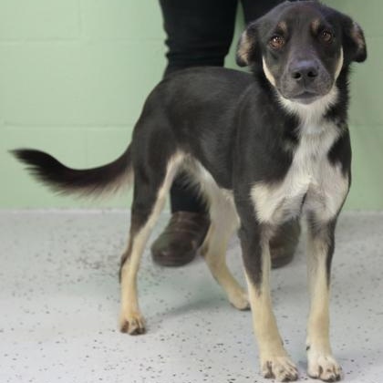 Hunter, ADOPTABLE, Adult • Male, Australian Kelpie & Shepherd.