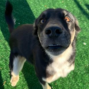 Enlarge Hunter, a Adoptable mixed breed in Rapid City, SD image 2/3