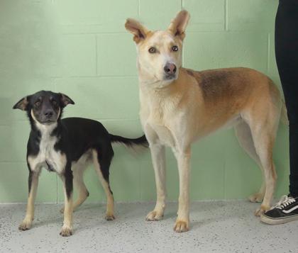 Enlarge Hunter, a Adoptable mixed breed in Rapid City, SD image 3/3