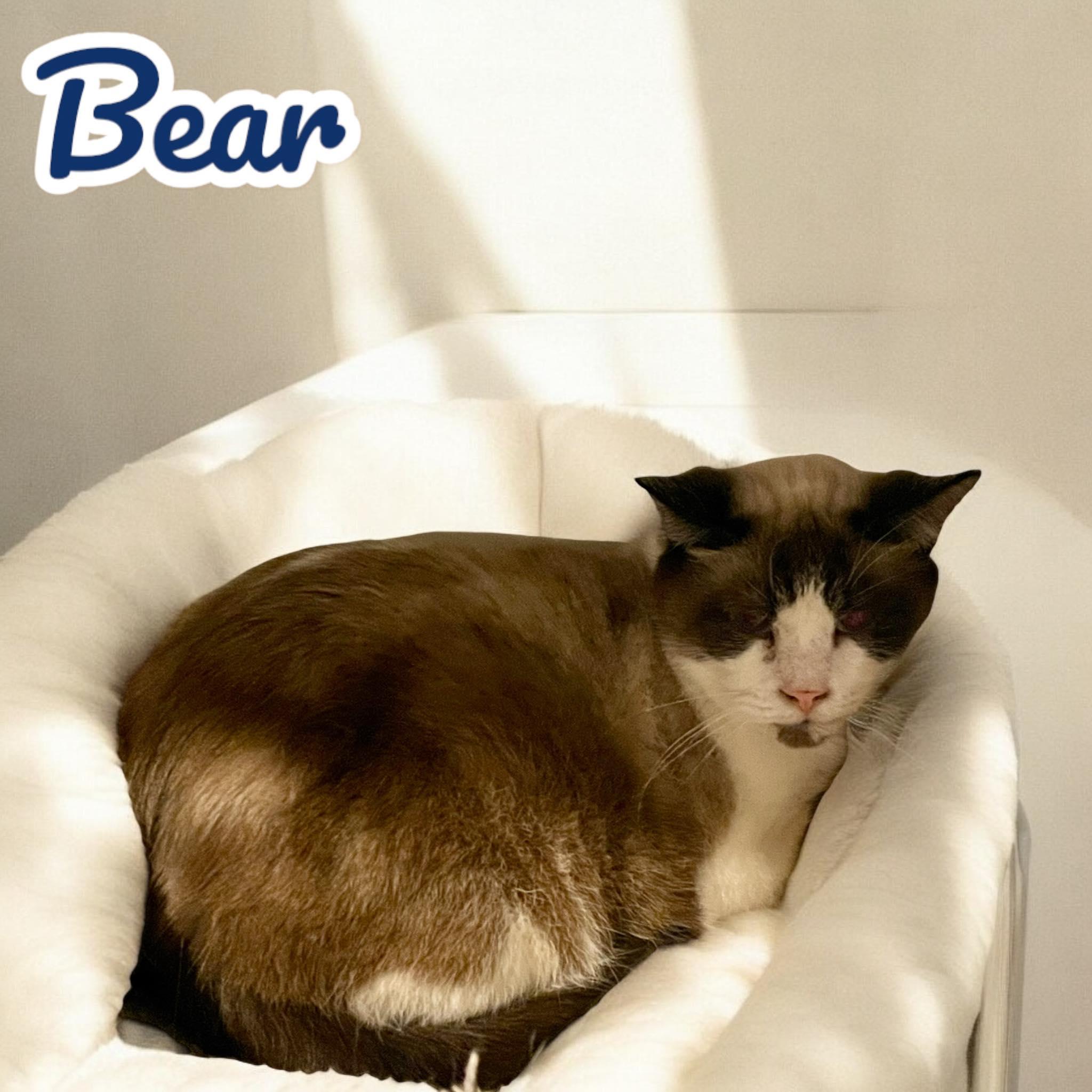 Bear NC — thumbnail 3