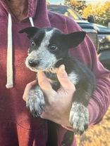 Enlarge Rosec, an adopted mixed breed in Madras, OR image 1/2