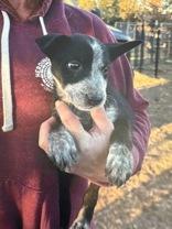 Enlarge Rosec, an adopted mixed breed in Madras, OR image 2/2