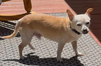 Enlarge Chewie, a ADOPTABLE Chihuahua in Richboro, PA image 2/3