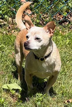 Chewie, ADOPTABLE, Adult Male Chihuahua.