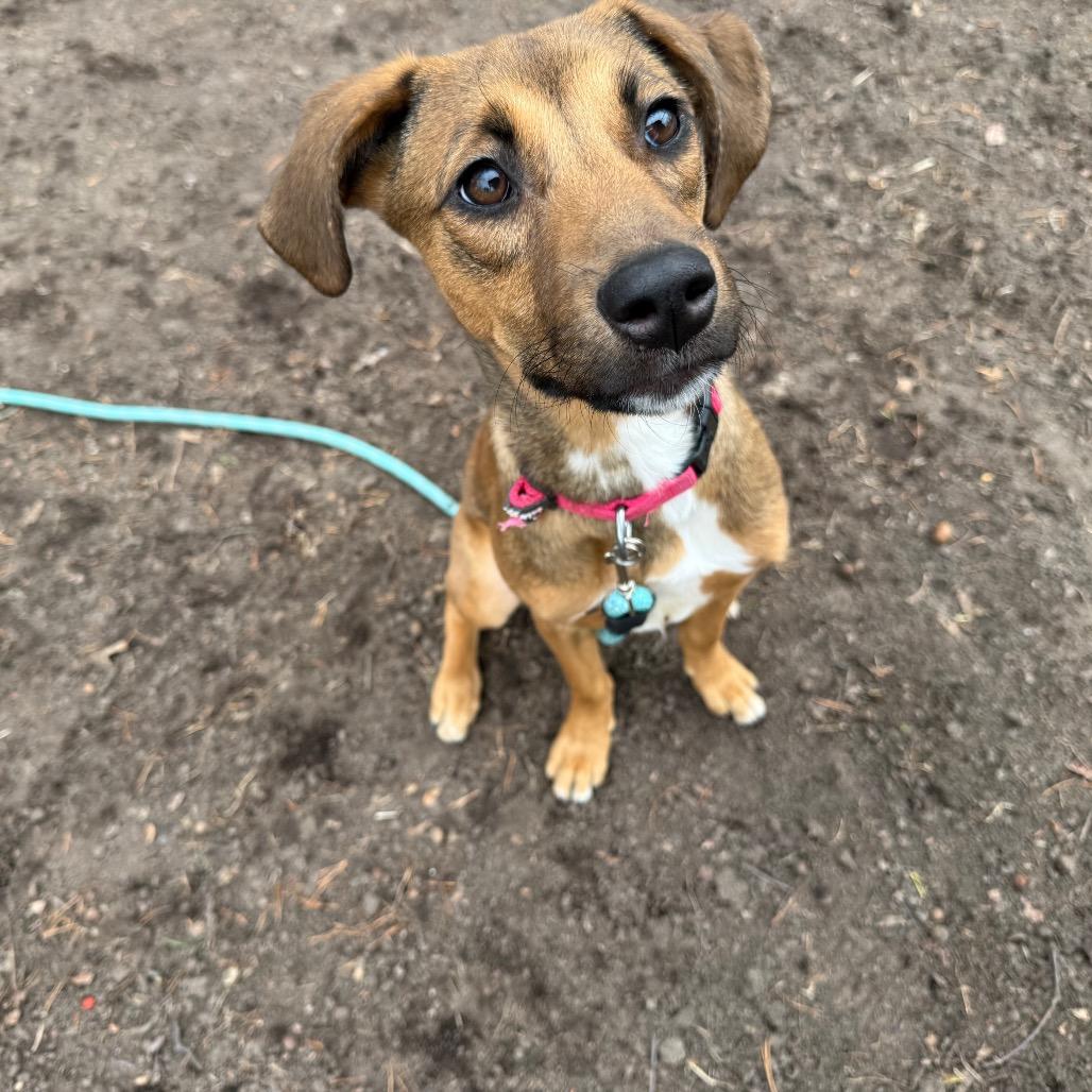 Enlarge Pixie, a Adoptable Mixed Breed in Waldorf, MD image 3/3