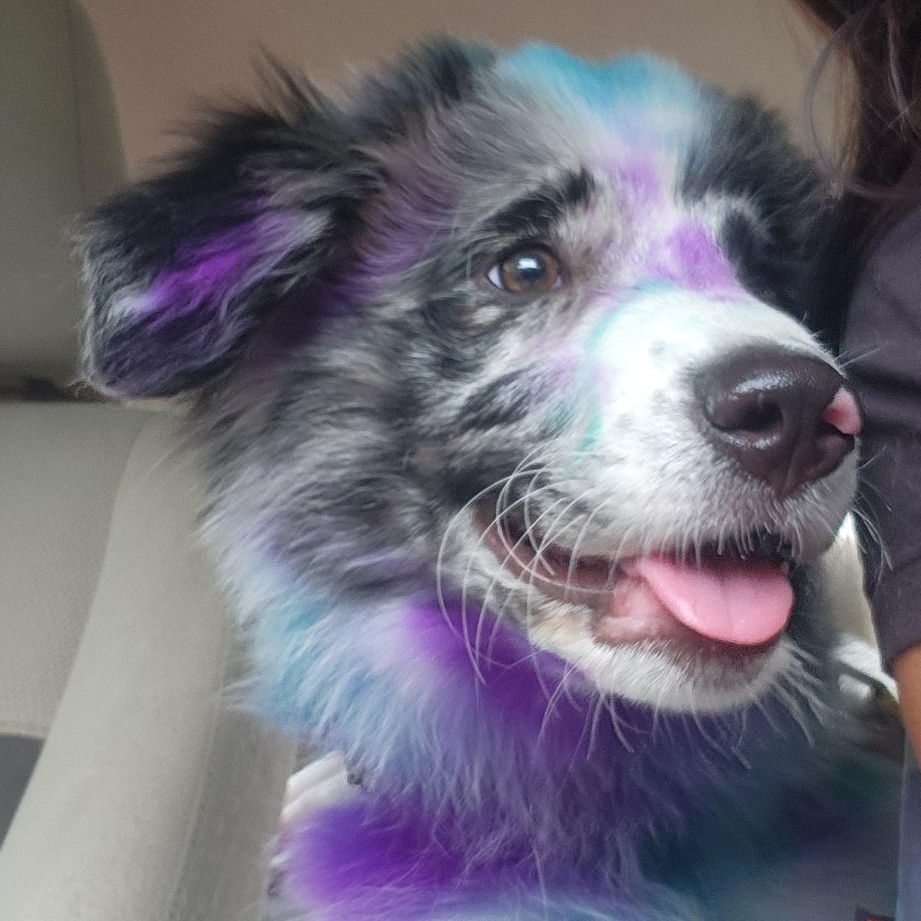 Skittles, Adoptable, Puppy Female Australian Shepherd & Great Pyrenees.