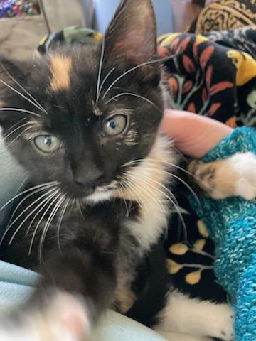 Pear, a ADOPTABLE mixed breed in Fernley, NV image 2/2