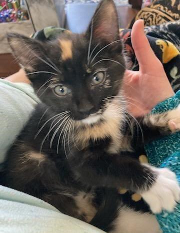 Pear, ADOPTABLE, Kitten Female Domestic Short Hair.