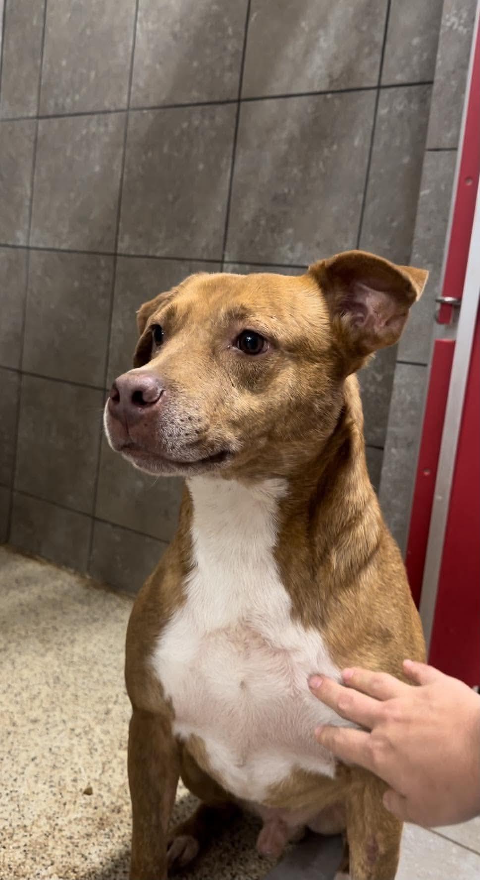 Enlarge Rusty, a Adoptable mixed breed in Springhill, LA image 1/6