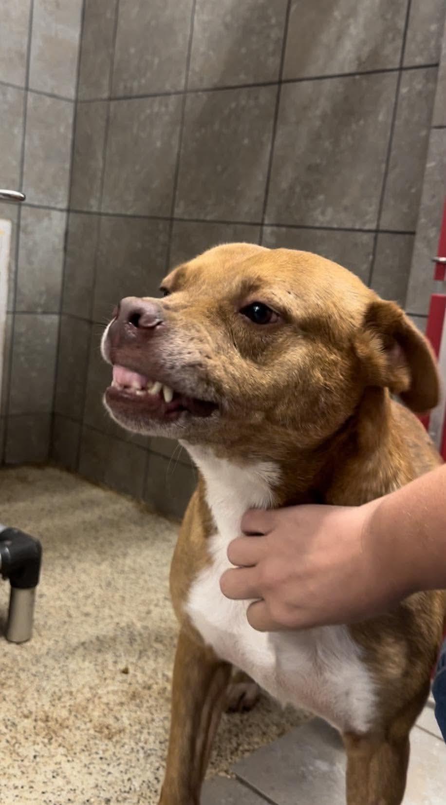 Enlarge Rusty, a Adoptable mixed breed in Springhill, LA image 6/6