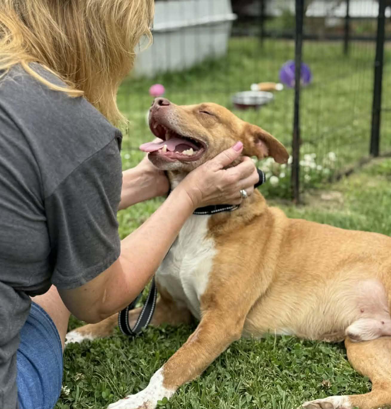 Enlarge Rusty, a Adoptable mixed breed in Springhill, LA image 2/6