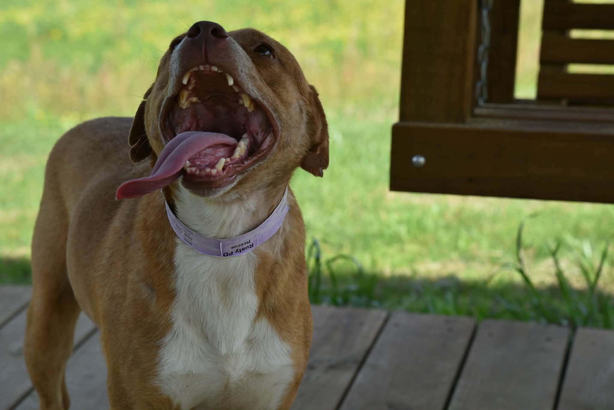 Enlarge Rusty, a Adoptable mixed breed in Springhill, LA image 3/6