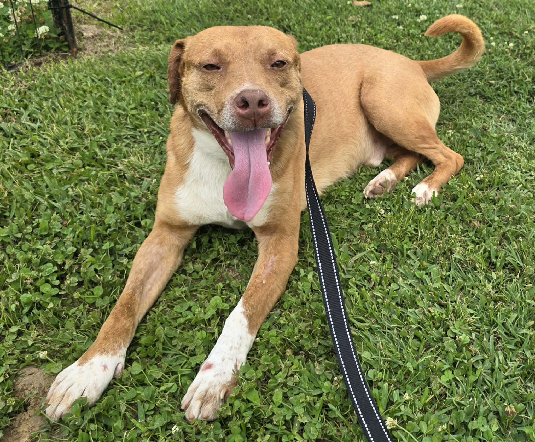 Enlarge Rusty, a Adoptable mixed breed in Springhill, LA image 4/6