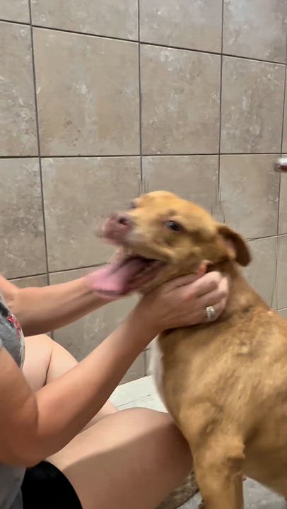 Enlarge Rusty, a Adoptable mixed breed in Springhill, LA video 5/6