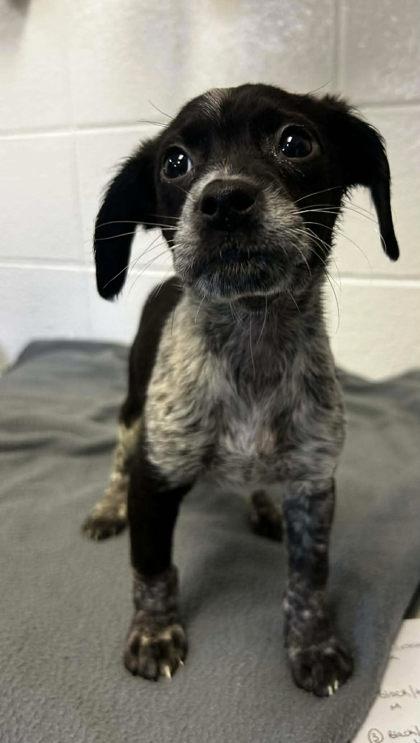 Kirby, Adoptable, Adult Female Beagle & Mixed Breed.