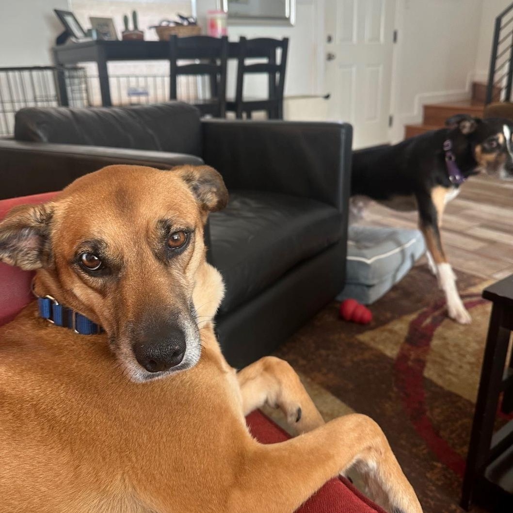 Enlarge Roxy, a Adoptable mixed breed in Austin, TX image 2/6